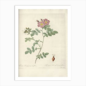 Rose Illustration, Pierre Joseph Redoute, Pierre Joseph Redoute(141) Art Print