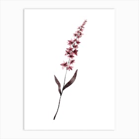 Purple Orchid Art Print