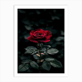 Dark Rose 24 Art Print