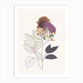 Hydrangea Root Spices And Herbs Minimal Line Drawing 1 Art Print