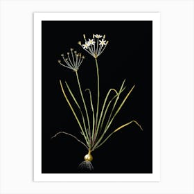 Vintage Allium Straitum Botanical Illustration on Solid Black n.0046 Art Print