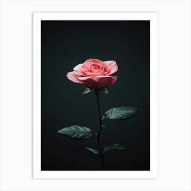 Pink Rose On Black Background 76 Art Print