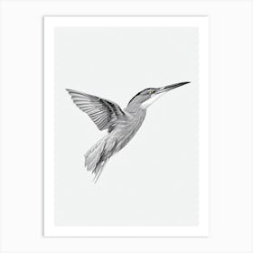 Green Heron B&W Pencil Drawing 2 Bird Art Print