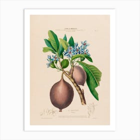 Guava Fruit 1 Art Print