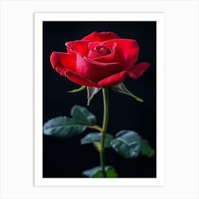 Red Rose On Black Background 60 Art Print