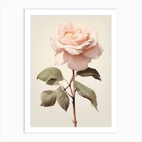 Floral Illustration Rose 2 Art Print