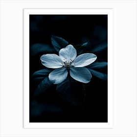 White Flower In The Dark 4 Art Print