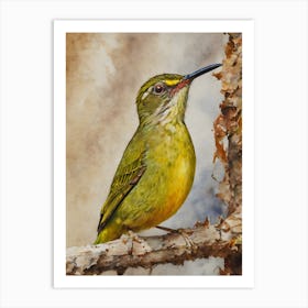 Yellow Eared Spiderhunter Art Print