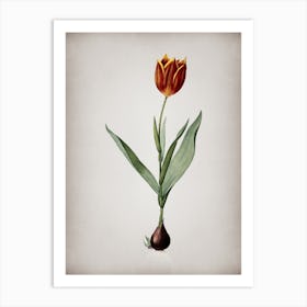 Vintage Tulip Botanical on Parchment n.0035 Art Print