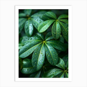 Green Leaves With Water Droplets Art Print
