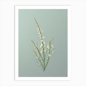 Vintage White Broom Botanical Art on Mint Green n.0576 Art Print