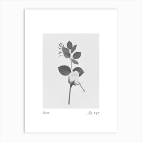 Rose Botanical Collage 1 Art Print