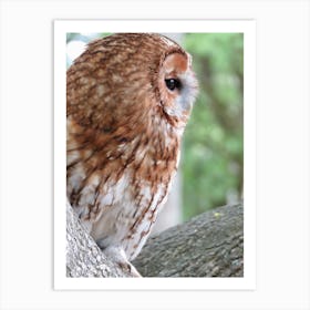 Barn Owl  Portrait  in Forest Tree  Art Print