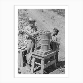 Weighing In A Hamper Of Peas, Labor Contractor S Pea Pickers Crew, Nampa, Idaho, By Russell Lee Art Print