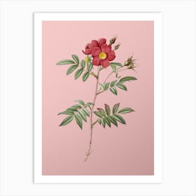 Vintage Rosa Redutea Glauca Botanical on Soft Pink n.0180 Art Print