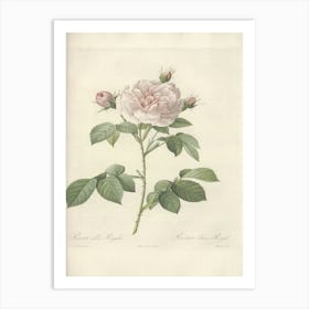 Rose Illustration, Pierre Joseph Redoute(101) Art Print