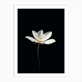 White Lotus Art Print