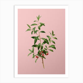 Vintage Alabama Dahoon Branch Botanical on Soft Pink n.0884 Art Print