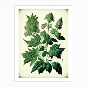 Catnip Herb Vintage Botanical Art Print