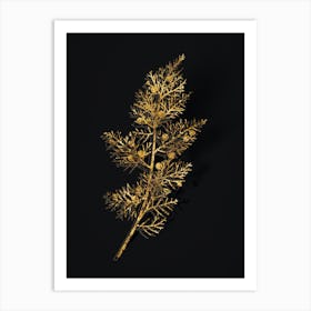 Vintage Phoenicean Juniper Botanical in Gold on Black n.0232 Art Print