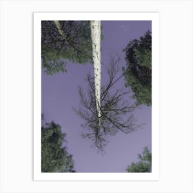 Birch Trees Against The Sky Art Print