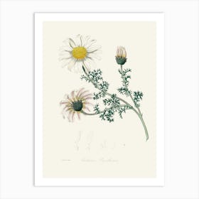 Vintage Botanical John Stephenson and James Morss Churchill Art Print _2731680 Art Print