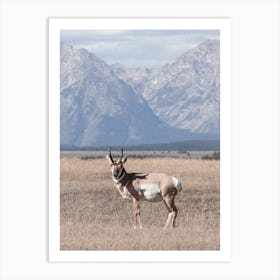 Wyoming Pronghorn Art Print