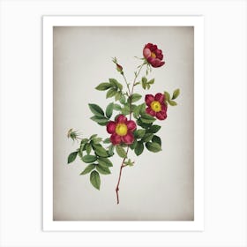 Vintage Alpine Rose Botanical on Parchment n.0104 Art Print