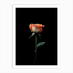 Single Rose On Black Background 4 Art Print