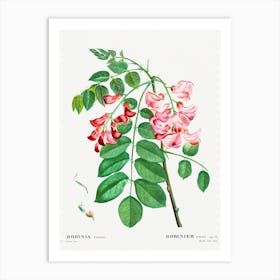 Robinia Rosea, Pierre Joseph Redoute Art Print