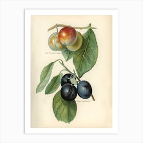 Vintage Illustration Of Early Transparent Gage, River S Early Prolific Plum, John Wright Art Print