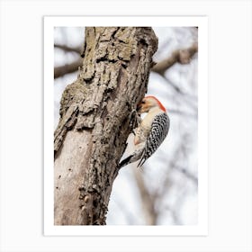 Redbellied Woodpecker Eating Art Print