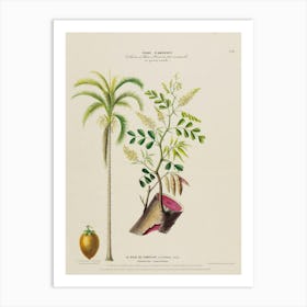 Plant Of Guava Art Print