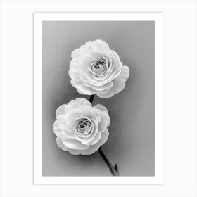 Ranunculus B&W Pencil 1 Flower Art Print