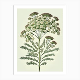 Yarrow Floral 2 Botanical Vintage Poster Flower Art Print