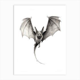 Common Pipistrelle Bat Illustration 3 Art Print