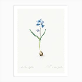 Alpine Squill Illustration From Les Liliacées (1805), Pierre Joseph Redoute Art Print