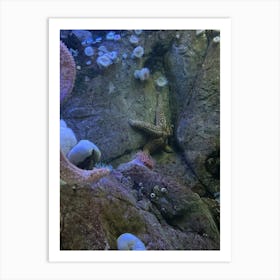 Starfish In An Aquarium 1 Art Print