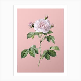 Vintage Rosa Alba Botanical on Soft Pink n.0085 Art Print