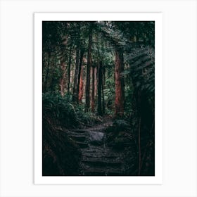 Dark Forest Path Art Print