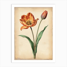 Vintage Of Herbarium Tulip Art Print