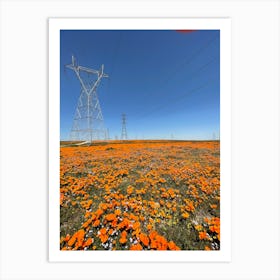 California puppy field Art Print