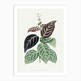 Vintage Botanical Art Print _2643232 Art Print