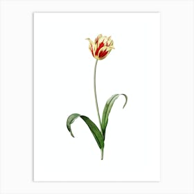 Vintage Didier's Tulip Botanical Illustration on Pure White n.0389 Art Print