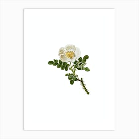 Vintage Burnet Rose Botanical Illustration on Pure White n.0654 Art Print