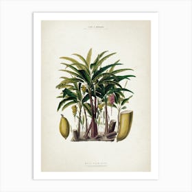 Vintage Denisse 6 Musa Acuminata Art Print