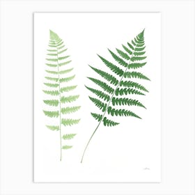 Fern Leaves 1 Art Print