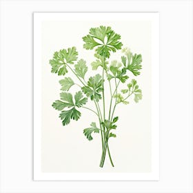 Parsley Vintage Botanical Herbs 1 Art Print