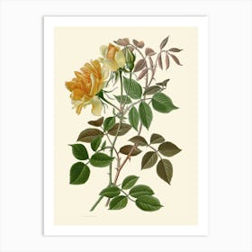 Yellow Roses Art Print