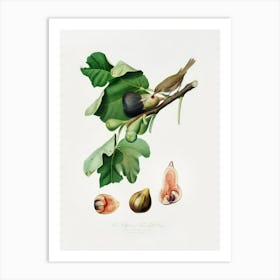 Fig (Ficus Carica Sativa) From Pomona Italiana (1817 - 1839), Giorgio Gallesio Art Print